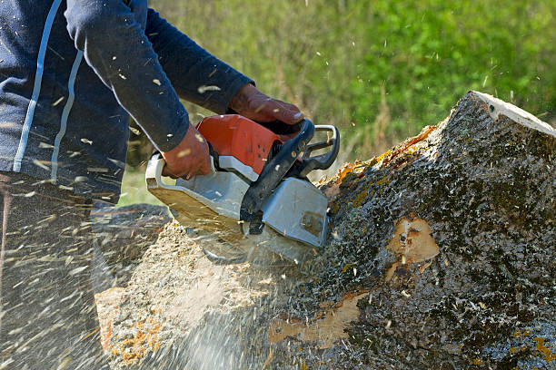 Best Storm Damage Tree Cleanup  in Saline, MI